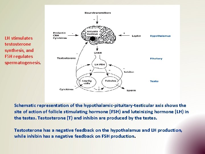 LH stimulates testosterone synthesis, and FSH regulates spermatogenesis. Schematic representation of the hypothalamic-pituitary-testicular axis