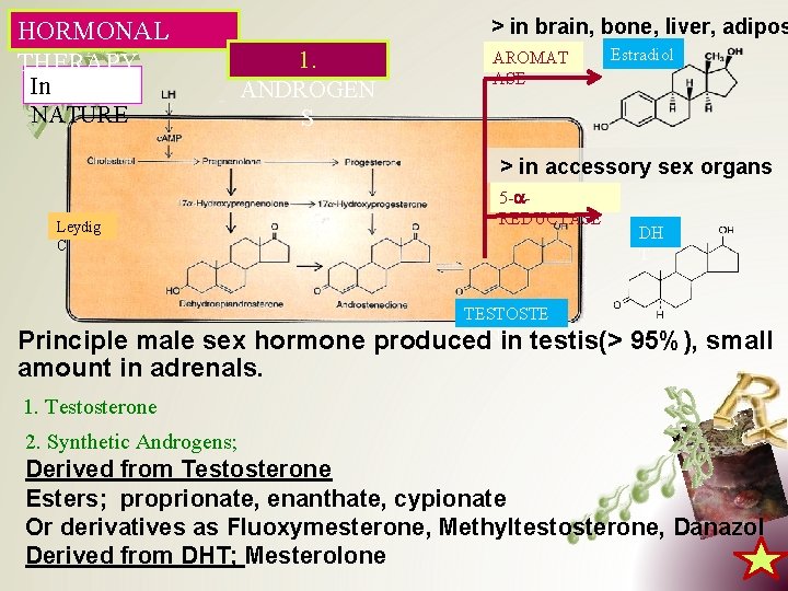 HORMONAL THERAPY In NATURE > in brain, bone, liver, adipos 1. ANDROGEN S AROMAT