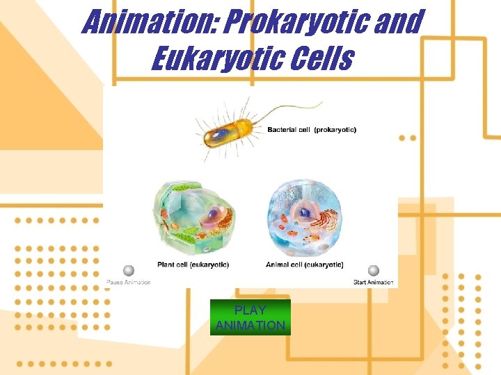 Animation: Prokaryotic and Eukaryotic Cells PLAY ANIMATION 
