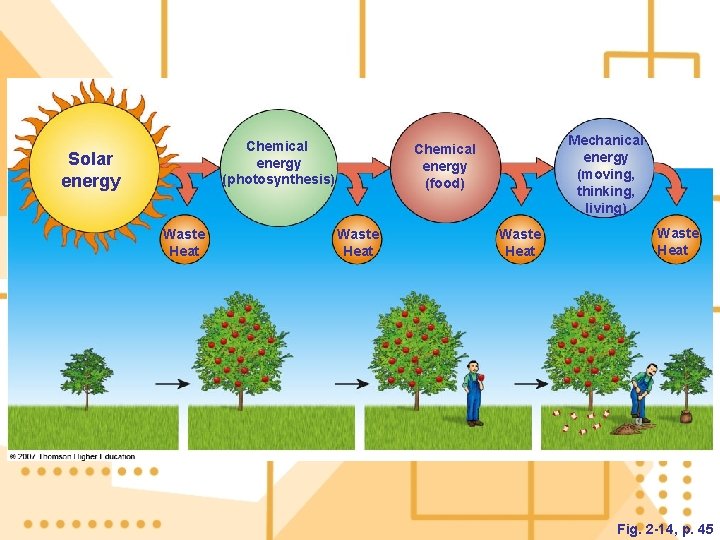 Chemical energy (photosynthesis) Solar energy Waste Heat Mechanical energy (moving, thinking, living) Chemical energy