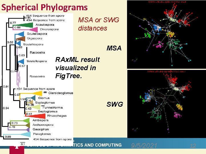 Spherical Phylograms MSA or SWG distances MSA RAx. ML result visualized in Fig. Tree.