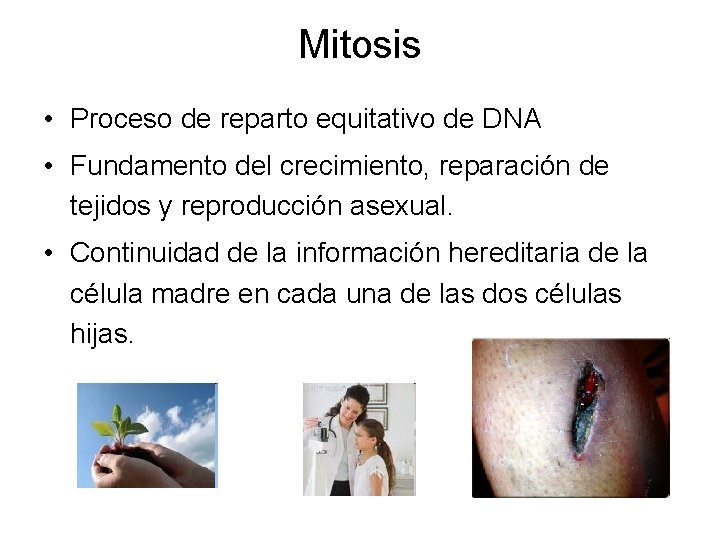 Mitosis • Proceso de reparto equitativo de DNA • Fundamento del crecimiento, reparación de