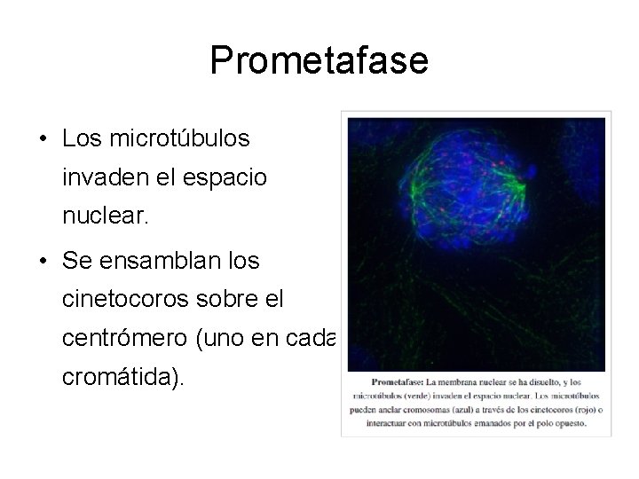 Prometafase • Los microtúbulos invaden el espacio nuclear. • Se ensamblan los cinetocoros sobre