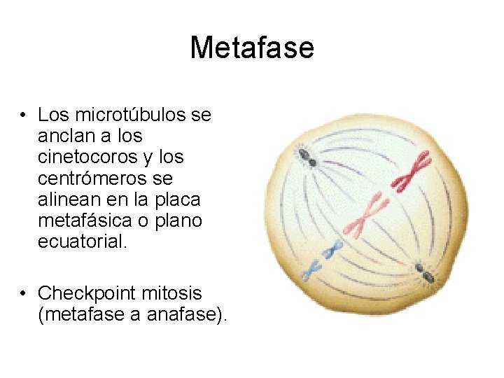 Metafase • Los microtúbulos se anclan a los cinetocoros y los centrómeros se alinean