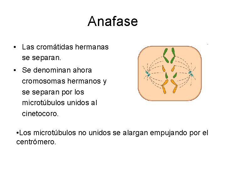 Anafase • Las cromátidas hermanas se separan. • Se denominan ahora cromosomas hermanos y