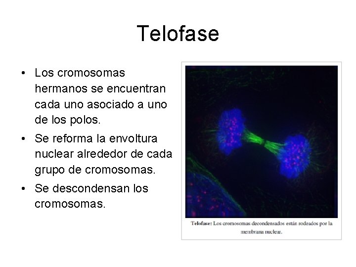 Telofase • Los cromosomas hermanos se encuentran cada uno asociado a uno de los