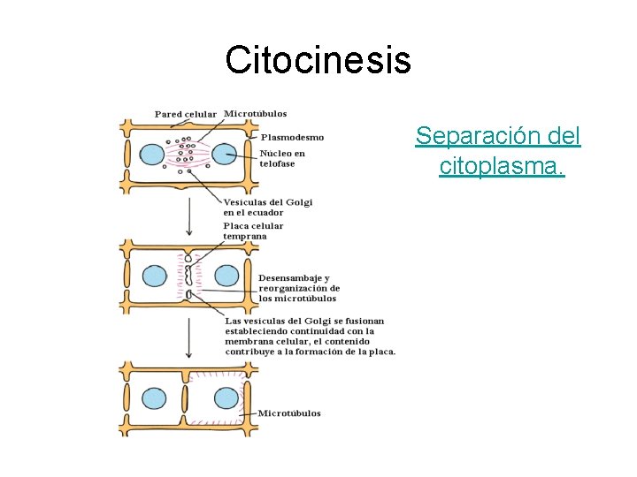 Citocinesis Separación del citoplasma. 