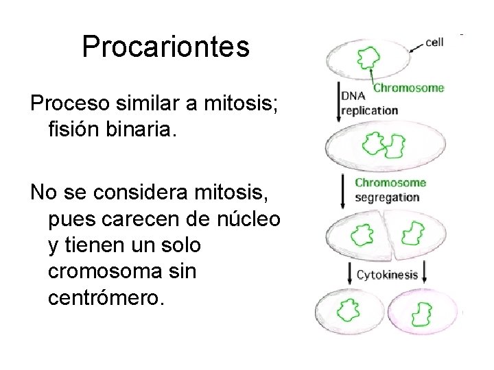 Procariontes Proceso similar a mitosis; fisión binaria. No se considera mitosis, pues carecen de