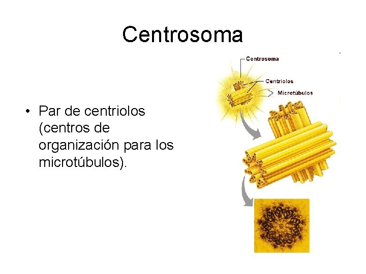 Centrosoma • Par de centriolos (centros de organización para los microtúbulos). 