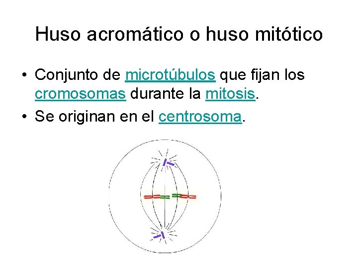 Huso acromático o huso mitótico • Conjunto de microtúbulos que fijan los cromosomas durante