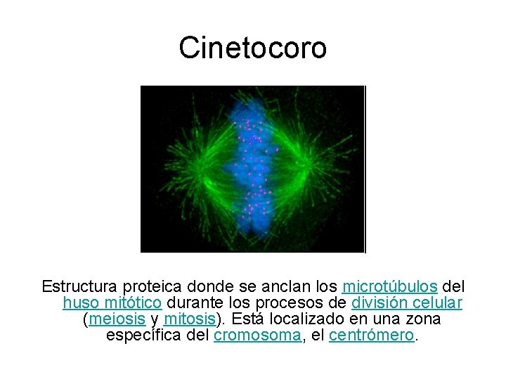 Cinetocoro Estructura proteica donde se anclan los microtúbulos del huso mitótico durante los procesos