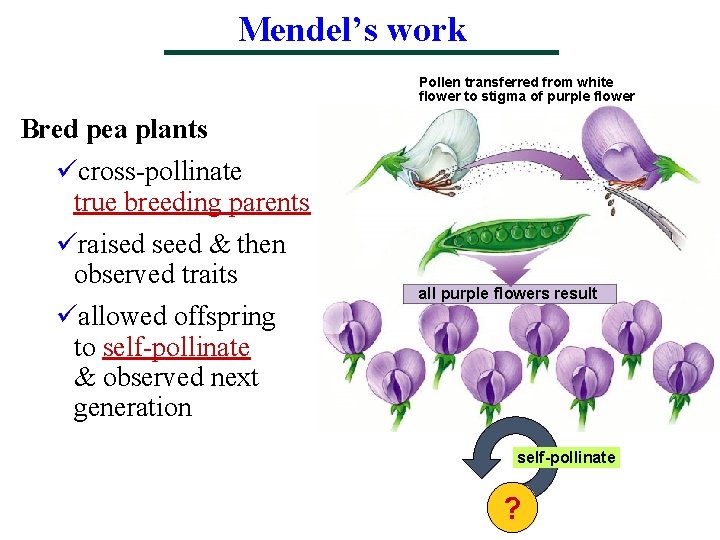 Mendel’s work Pollen transferred from white flower to stigma of purple flower Bred pea