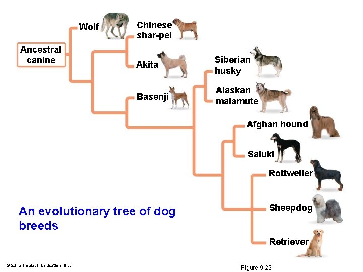 Wolf Ancestral canine Chinese shar-pei Akita Siberian husky Basenji Alaskan malamute Afghan hound Saluki