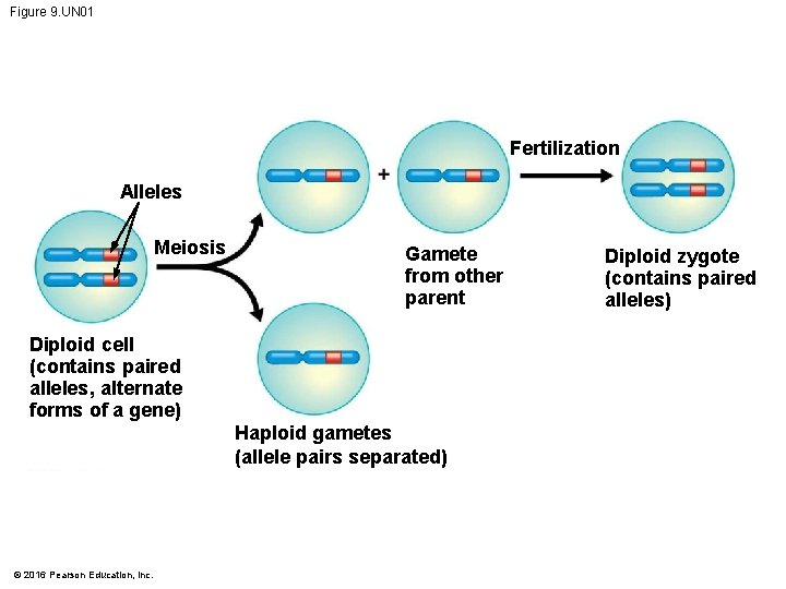 Figure 9. UN 01 Fertilization Alleles Meiosis Gamete from other parent Diploid cell (contains