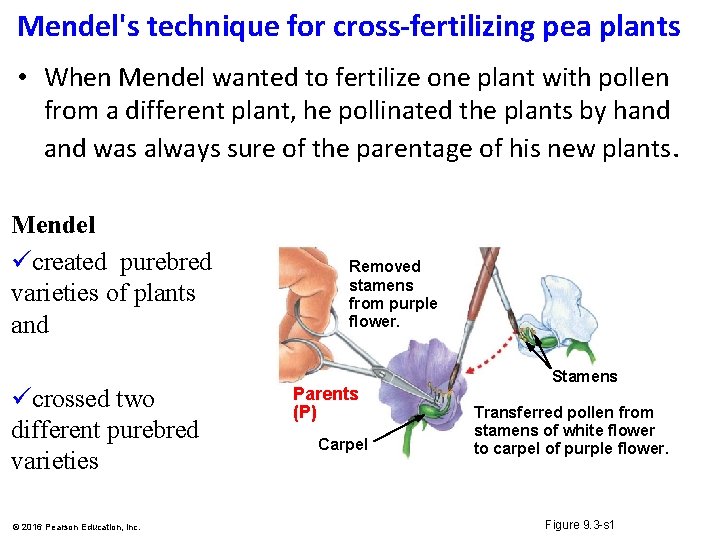 Mendel's technique for cross-fertilizing pea plants • When Mendel wanted to fertilize one plant