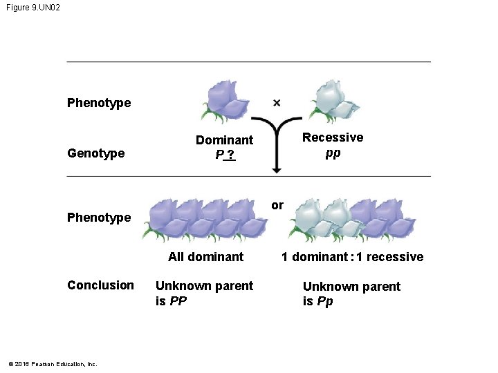 Figure 9. UN 02 Phenotype Genotype or Phenotype Conclusion © 2016 Pearson Education, Inc.
