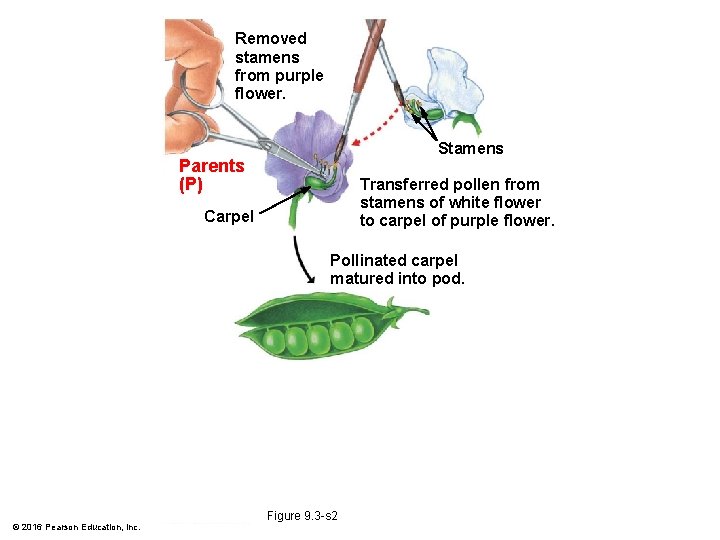 Removed stamens from purple flower. Stamens Parents (P) Transferred pollen from stamens of white