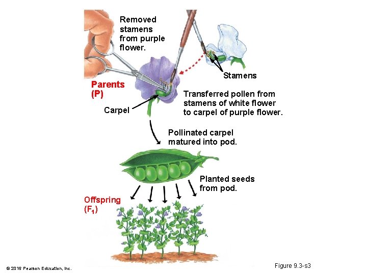 Removed stamens from purple flower. Parents (P) Carpel Stamens Transferred pollen from stamens of