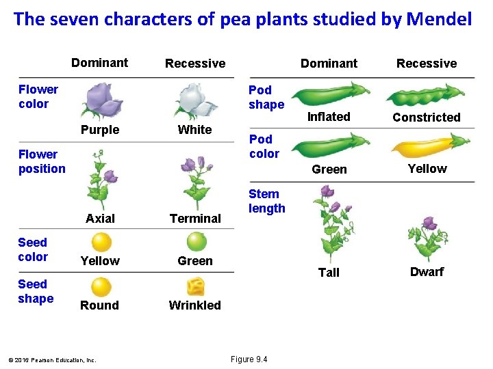 The seven characters of pea plants studied by Mendel Dominant Recessive Flower color Pod