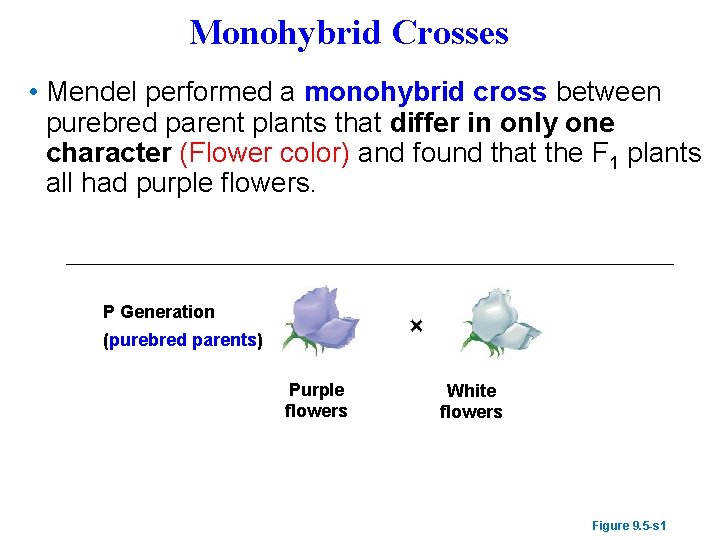 Monohybrid Crosses • Mendel performed a monohybrid cross between purebred parent plants that differ