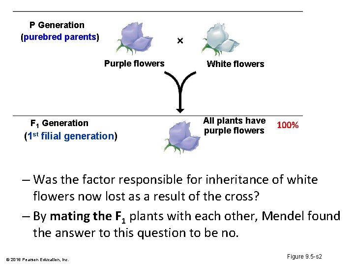 P Generation (purebred parents) Purple flowers F 1 Generation (1 st filial generation) White