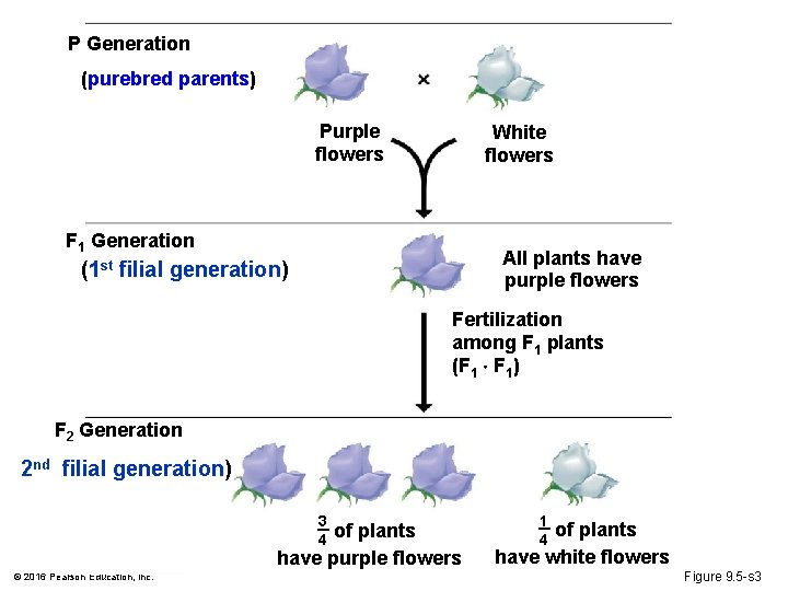 P Generation (purebred parents) Purple flowers White flowers F 1 Generation All plants have
