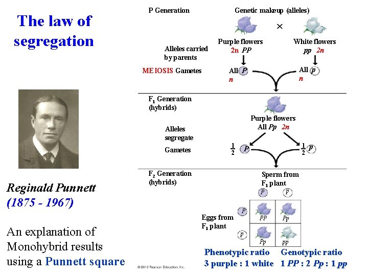 The law of segregation P Generation Genetic makeup (alleles) Alleles carried by parents MEIOSIS