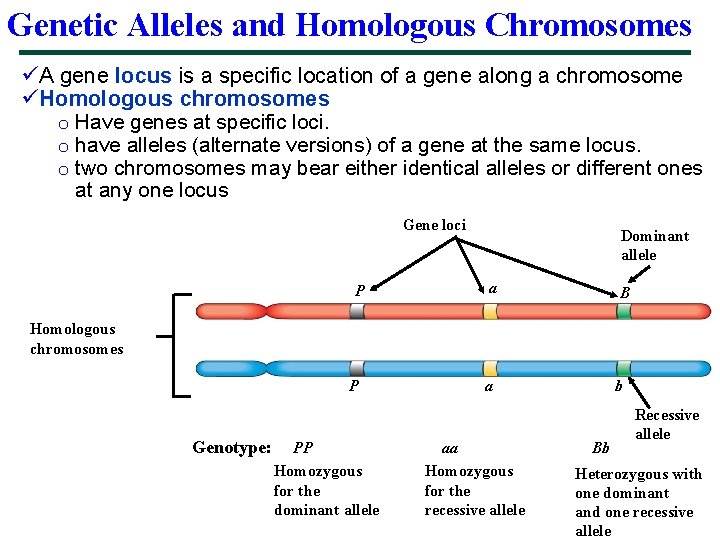 Genetic Alleles and Homologous Chromosomes üA gene locus is a specific location of a