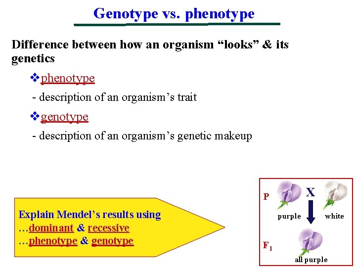 Genotype vs. phenotype Difference between how an organism “looks” & its genetics vphenotype -