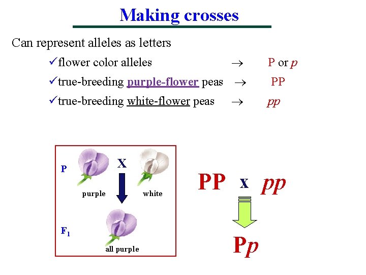 Making crosses Can represent alleles as letters üflower color alleles ütrue-breeding purple-flower peas ütrue-breeding