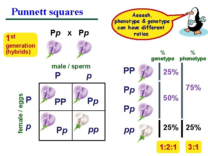Punnett squares Pp x Pp 1 st Aaaaah, phenotype & genotype can have different