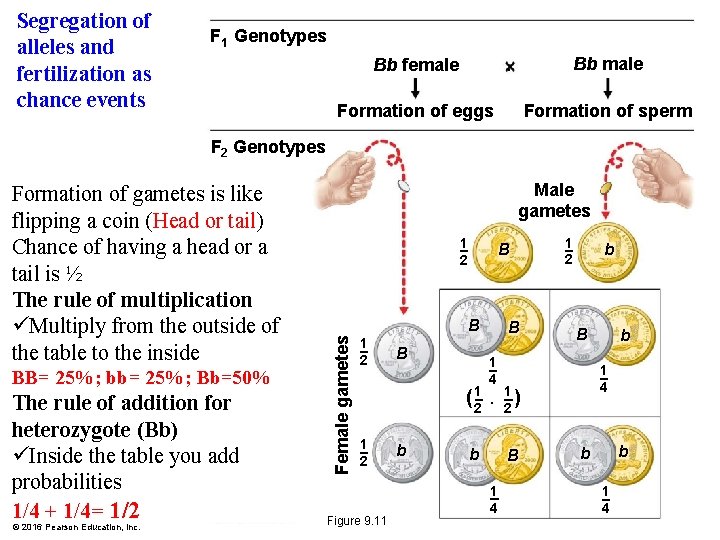 Segregation of alleles and fertilization as chance events F 1 Genotypes Bb female Bb