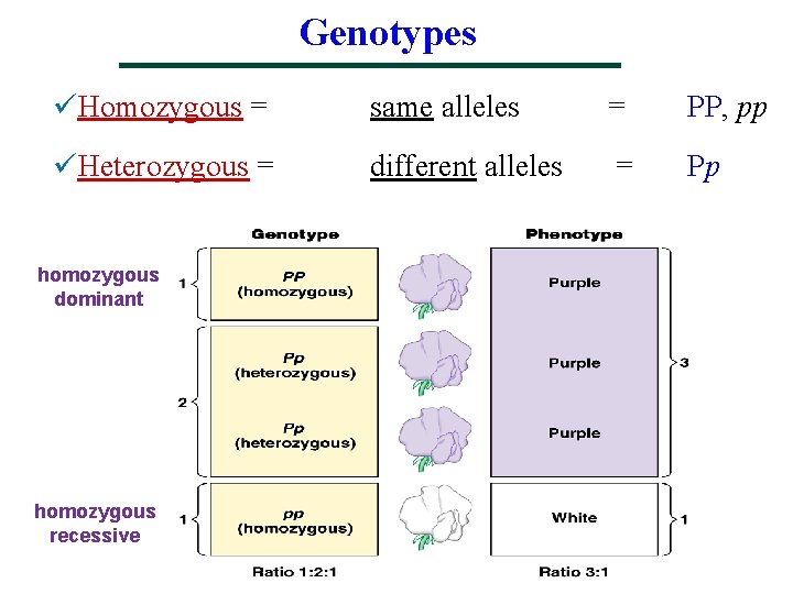 Genotypes üHomozygous = same alleles = PP, pp üHeterozygous = different alleles = Pp