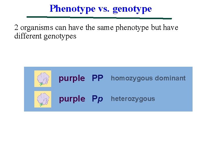 Phenotype vs. genotype 2 organisms can have the same phenotype but have different genotypes