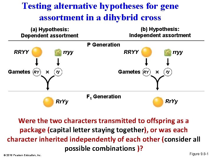 Testing alternative hypotheses for gene assortment in a dihybrid cross (b) Hypothesis: Independent assortment