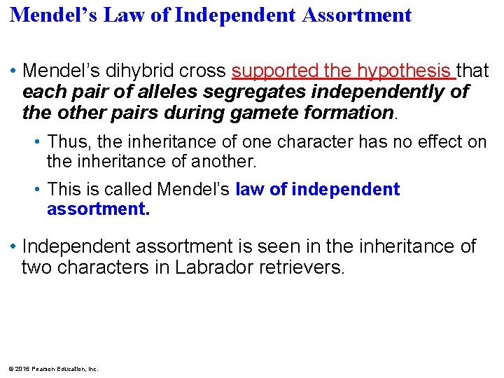 Mendel’s Law of Independent Assortment • Mendel’s dihybrid cross supported the hypothesis that each