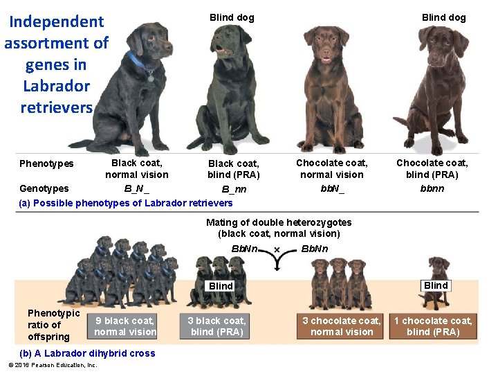 Independent assortment of genes in Labrador retrievers Blind dog Black coat, normal vision B_N_