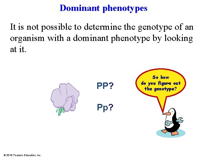 Dominant phenotypes It is not possible to determine the genotype of an organism with