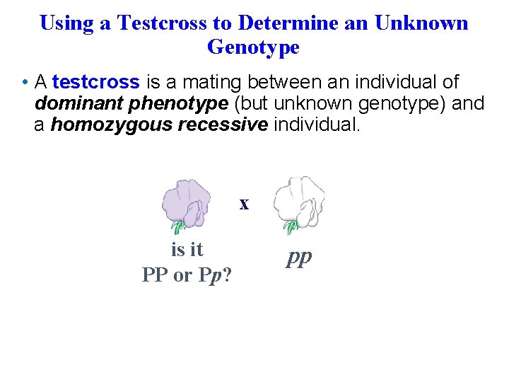 Using a Testcross to Determine an Unknown Genotype • A testcross is a mating