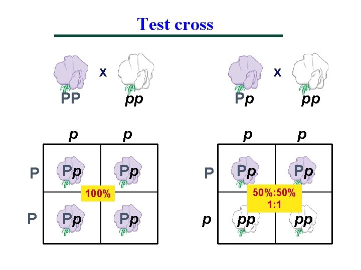 Test cross x PP P x pp p p Pp P 100% P Pp