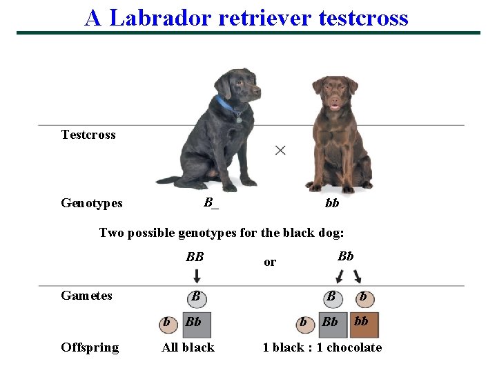 A Labrador retriever testcross Testcross B_ Genotypes bb Two possible genotypes for the black