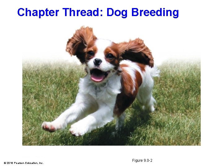 Chapter Thread: Dog Breeding © 2016 Pearson Education, Inc. Figure 9. 0 -2 