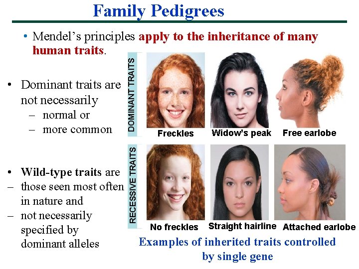 Family Pedigrees – normal or – more common • Wild-type traits are – those