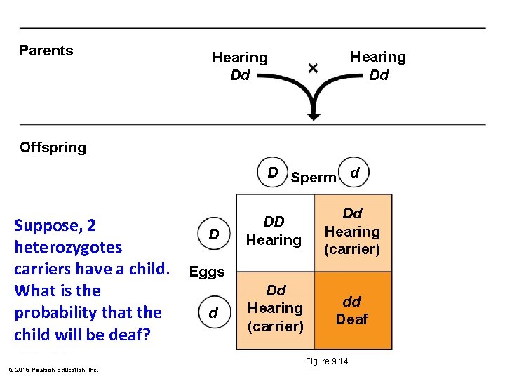 Parents Hearing Dd Offspring D Sperm d Suppose, 2 heterozygotes carriers have a child.