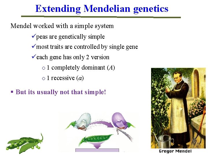 Extending Mendelian genetics Mendel worked with a simple system üpeas are genetically simple ümost