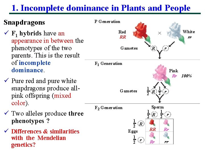 1. Incomplete dominance in Plants and People Snapdragons ü F 1 hybrids have an