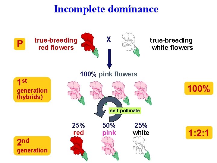 Incomplete dominance P X true-breeding red flowers 1 st true-breeding white flowers 100% pink