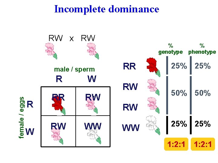 Incomplete dominance RW x RW male / sperm female / eggs R R W