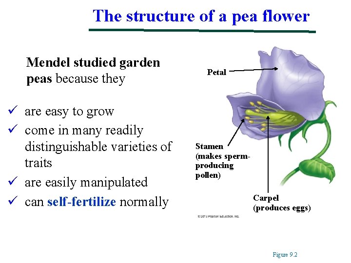 The structure of a pea flower Mendel studied garden peas because they ü are