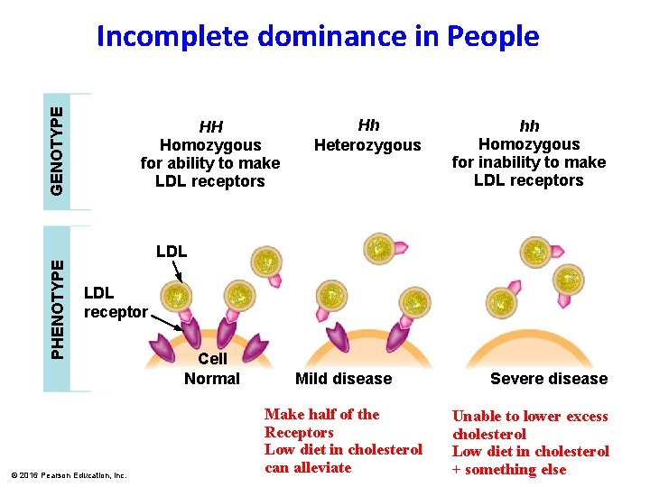 PHENOTYPE GENOTYPE Incomplete dominance in People HH Homozygous for ability to make LDL receptors